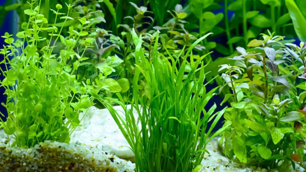 aquarium plants